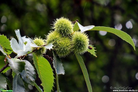 Kaštanovník setý - Castanea sativa - Foto Pavel Ulrych 0921 (1)