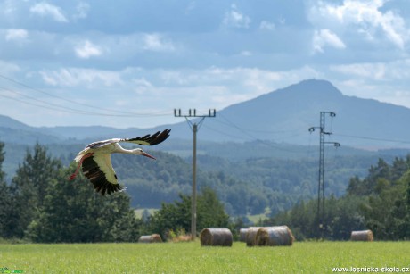 Čáp bílý - Foto Petr Germanič 0921