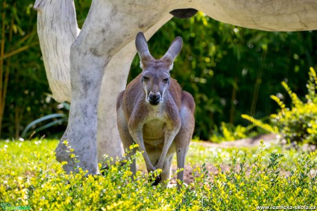 ZOO Chleby - Foto Ladislav Hanousek 1121 (2)