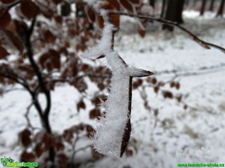 Buk lesní - Fagus sylvatica - Foto - Karel Kříž (1)