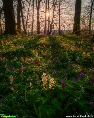 Dobříňský prales - Foto Filip Holič 1121
