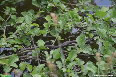 Užovka obojková - Natrix natrix - Foto - Marie Žďánská 1221 (2)