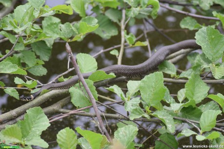 Užovka obojková - Natrix natrix - Foto - Marie Žďánská 1221 (3)