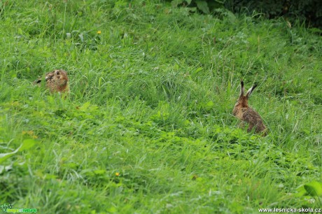 Zajíc polní - Lepus europaeus - Foto Ladislav Jonák 1021 (2)