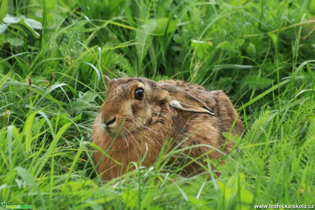 Zajíc polní - Lepus europaeus - Foto Ladislav Jonák 1021 (3)