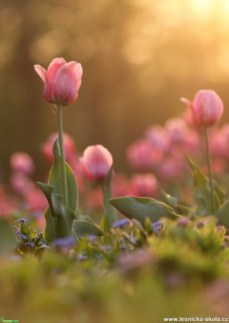 Tulipány - Foto Angelika Špicarová