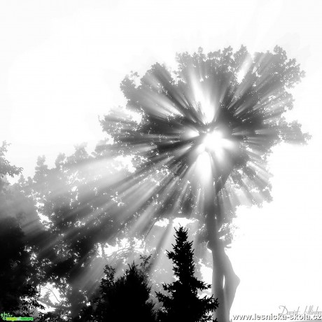 Když slunce v mlze rozzáří koruny stromů - Foto David Hlinka