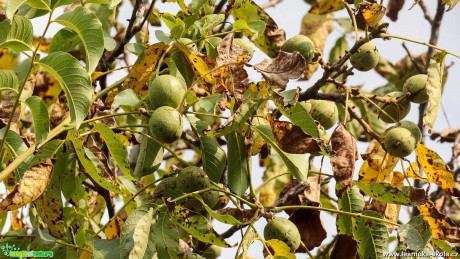 Ořešák královský - Juglans regia - Foto Pavel Ulrych 0921