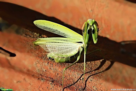 Kudlanka - Foto Pavel Balazka 1021