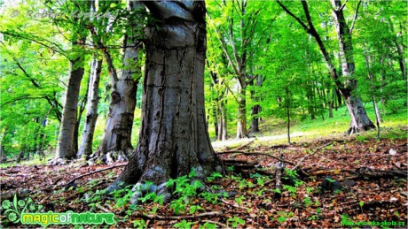 Na Radečském kopci - Foto Robert Kopecký