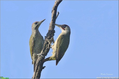 Žluna zelená - Picus viridis - Foto Monika Suržinová 1221