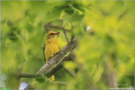 Žluva hajní - Oriolus oriolus - Foto Monika Suržinová 1221 (2)