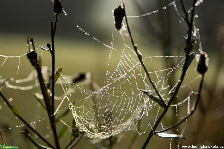 Perličky - Foto Jaroslava Jechová 0921