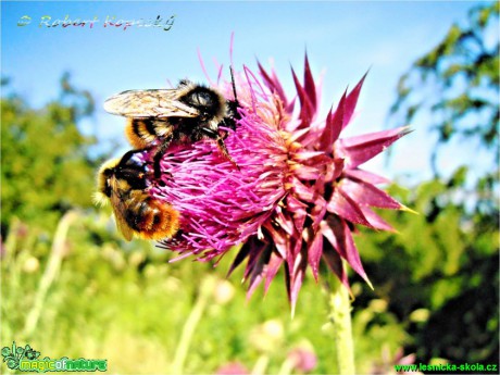 Čmelák skalní - Bombus lapidarius - Foto Robert Kopecký