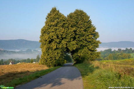 Stromová brána - Foto Jaroslava Jechová 0921