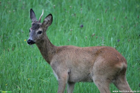 Srnec obecný - Capreolus capreolus - Foto František Novotný 0122 (2)