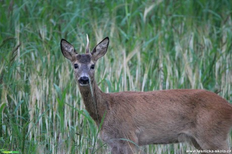 Srnec obecný - Capreolus capreolus - Foto František Novotný 0122 (3)