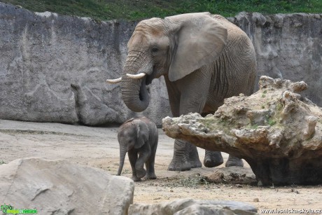 ZOO Lešná - Foto Marie Vykydalová 0721 (6)