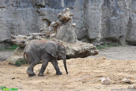 ZOO Lešná - Foto Marie Vykydalová 0721 (7)