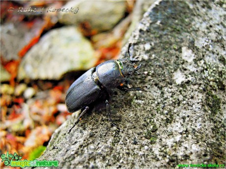 Roháček kozlík - Dorcus parallelopipedus - Foto Robert Kopecký