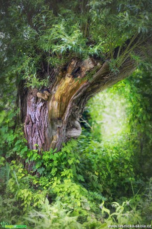 Tajemství stromů - Foto Jana Vondráčková 1021