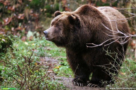 Medvěd grizzly - Foto Angelika Špicarová 0122