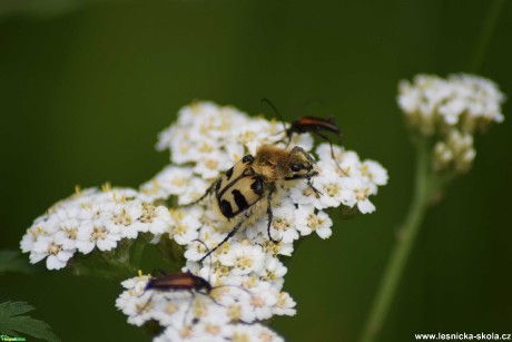 Zdobenec skvrnitý - Trichlus fasciatus - Foto Marie Žďánská 0122 (1)