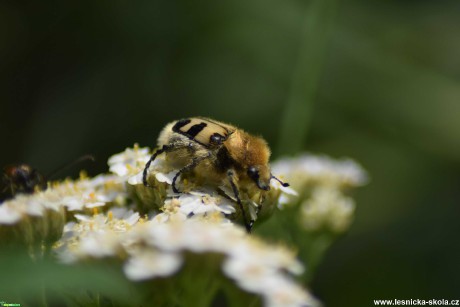 Zdobenec skvrnitý - Trichlus fasciatus - Foto Marie Žďánská 0122 (2)