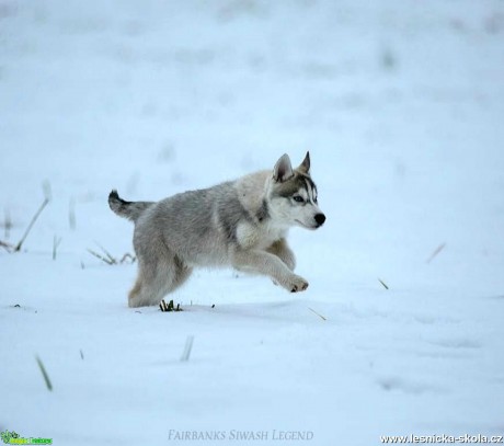 Severští princové na sněhu - Foto Jiří Křivánek 0122 (2)