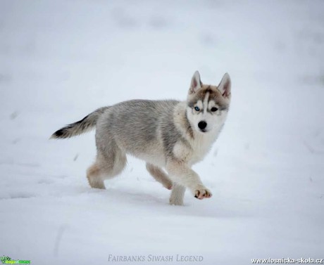 Severští princové na sněhu - Foto Jiří Křivánek 0122 (3)