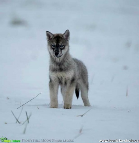 Severští princové na sněhu - Foto Jiří Křivánek 0122 (5)