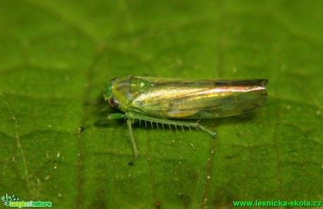 Cikáda 5mm - Foto G. Ritschel