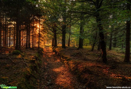 Zapadání v lese - Foto Petr Germanič 1021