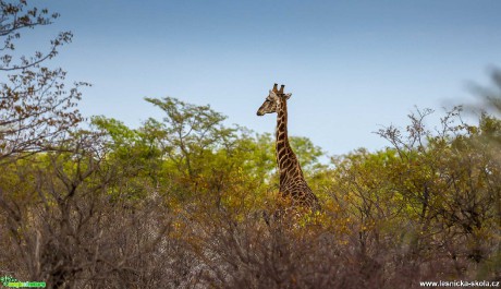 Jarní Namíbie plná zvířat - Foto Ladislav Hanousek 1121 (1)