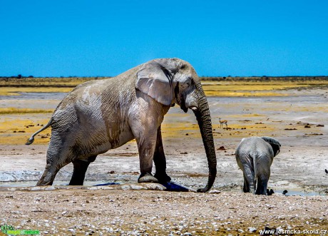 Jarní Namíbie plná zvířat - Foto Ladislav Hanousek 1121 (3)