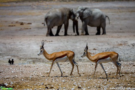 Jarní Namíbie plná zvířat - Foto Ladislav Hanousek 1121 (8)