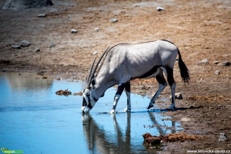 Jarní Namíbie plná zvířat - Foto Ladislav Hanousek 1121 (9)