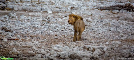 Jarní Namíbie plná zvířat - Foto Ladislav Hanousek 1121 (11)