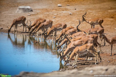 Jarní Namíbie plná zvířat - Foto Ladislav Hanousek 1121 (12)
