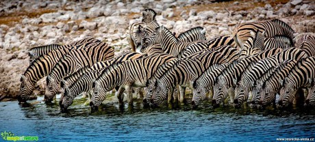 Jarní Namíbie plná zvířat - Foto Ladislav Hanousek 1121 (14)