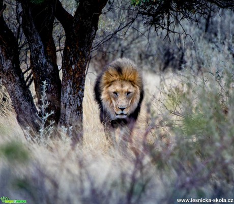 Jarní Namíbie plná zvířat - Foto Ladislav Hanousek 1121 (16)