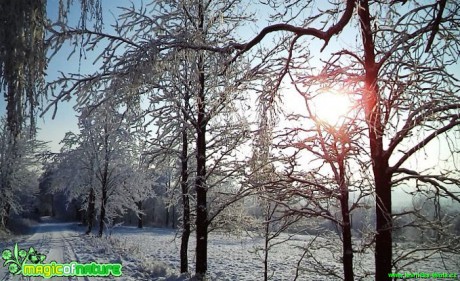 Zimní krajina pod Hrazeným - Foto Eva Andělová