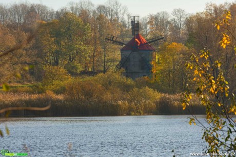 Světlík - Foto Jaroslava Jechová 1121