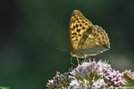 Do přírody za motýly - Foto Marie Vykydalová 0821 (1)