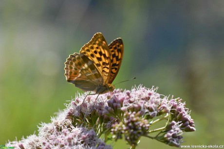 Do přírody za motýly - Foto Marie Vykydalová 0821 (2)