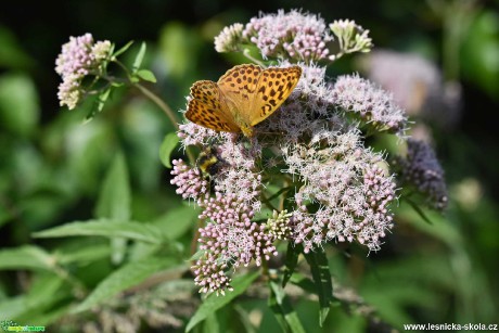 Do přírody za motýly - Foto Marie Vykydalová 0821 (3)
