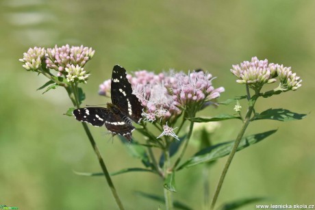 Do přírody za motýly - Foto Marie Vykydalová 0821 (5)