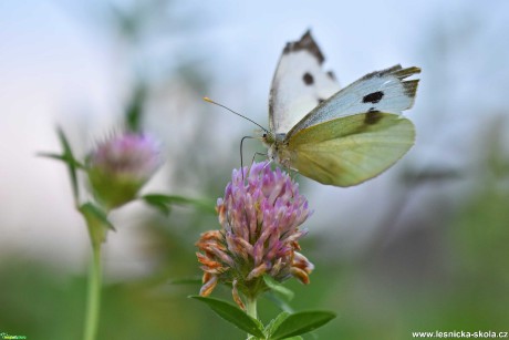 Do přírody za motýly - Foto Marie Vykydalová 0821 (6)