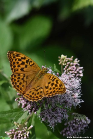 Do přírody za motýly - Foto Marie Vykydalová 0821 (9)