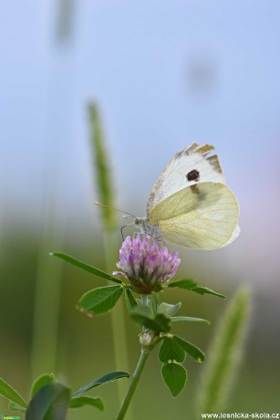 Do přírody za motýly - Foto Marie Vykydalová 0821 (10)